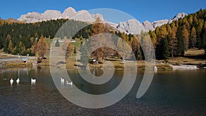 Geese flock on autumn mountain pond, not far from San Pellegrino Pass, Dolomites, Italy
