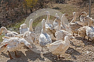Geese Flock