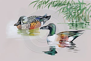 Geese flock swimming on pond watercolor vector illustration