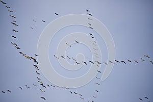 Geese Flocking During Spring Migration