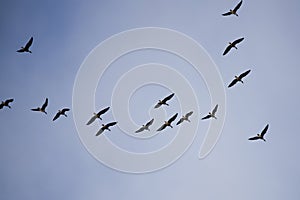 Geese Flocking During Spring Migration