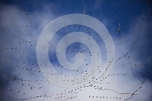 Geese Flocking During Spring Migration.