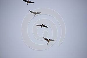 Geese Flocking During Spring Migration