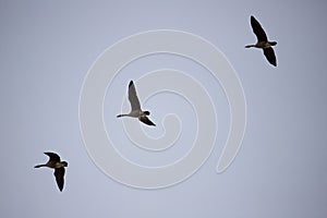 Geese Flocking During Spring Migration