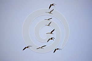 Geese Flocking During Spring Migration.