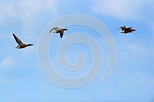 Geese flying above the sea