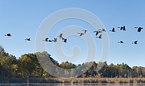Geese Flying Across the Lake photo