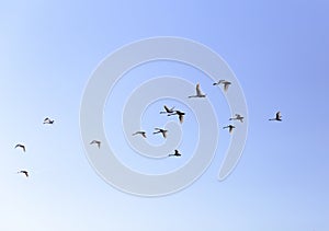Geese flying in blue spring sky