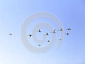 Geese flying in blue spring sky