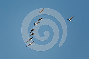 Geese Flying