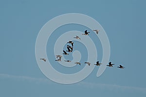 Geese Flying