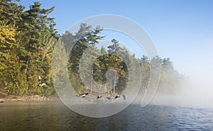 Geese Flying Into the Fog