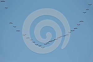 Geese Flying in Formation