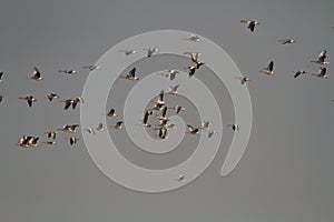 Geese Flying in formation with blue sky