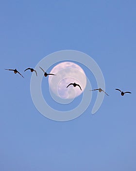 Geese flying in front of a full moon.