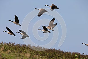 Geese flying