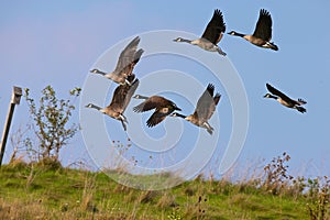 Geese flying