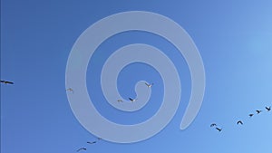 Geese flying and migrating on a sunny day