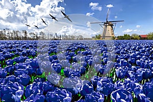 Geese flying over endless blue tulip farm