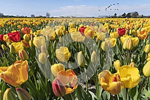 Geese flying over endless yellow red tulip farm