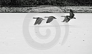 Geese flying over a frozen lake