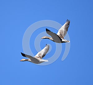 Geese flying double