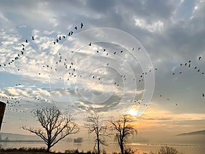 Geese flying over lake at sunrise