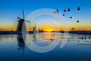 Gänse Fliegen in einem wunderschönen niederländischen Sonnenaufgang und eingefroren UNESCO-Windmühlen Ausrichtung am Kinderdijk in den Niederlanden.