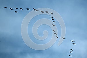 Geese flying in typical VEE formation in UK skies.