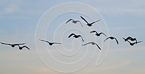 Geese flying in typical VEE formation in UK skies. photo