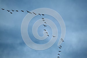 Geese flying in typical VEE formation in UK skies. photo