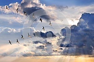 Geese Flying in V-Formation photo