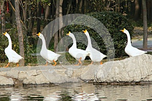 Geese photo