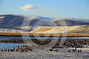 Geese on Frozen Lower Klamath Lake photo