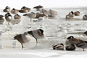 Geese on a Frozen Pond