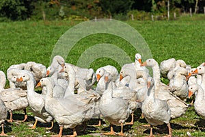 Geese gaggle grazing on green grass