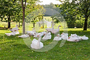 Geese in the garden of a farm
