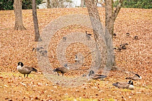 Geese on glade