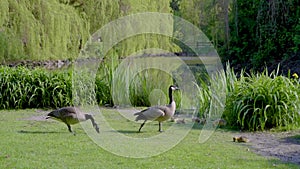 Geese and gosling graze the grass on the shore of a pond