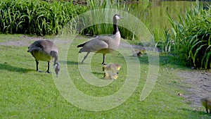 Geese and gosling graze the grass on the shore of a pond