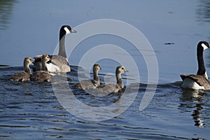 Geese and Goslings photo