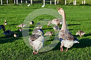 Geese and goslings graze on green grass on a summer day