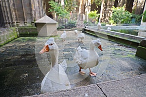 Geese of the Gothic Barcelona Cathedral (Catedral de Barcelona)