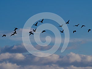 Geese in the Grand Valley