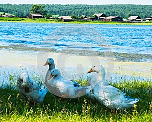 Geese in the grass. Domestic bird. Flock of geese. White geese.