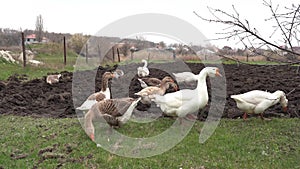 Geese in the grass. Domestic bird. Flock of geese. White geese