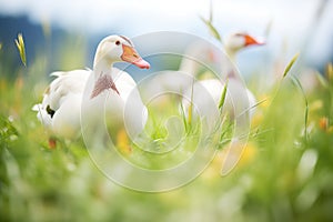 geese on grassy field with beaks open