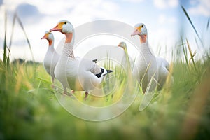 geese on grassy field with beaks open