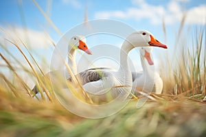 geese on grassy field with beaks open