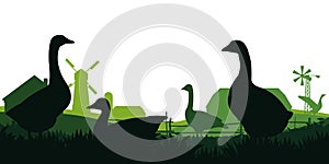 Geese grazing. Pasture on meadow. Scenery silhouette. Near farmer buildings. Agricultural farm bird. Rural landscape